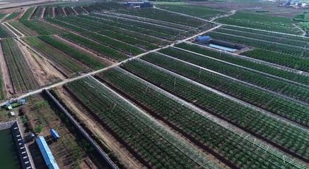 堅持走農產品品牌化道路，大連大櫻桃產業助推鄉村振興